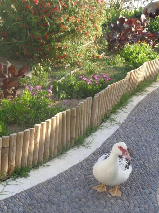 Seashell Apartment Sea View, Castle View 200Metres From The Beach Sitia  Exteriör bild